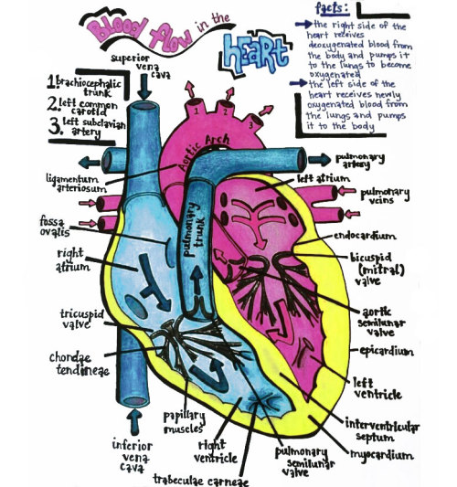 nursingnerds:Anatomy Review: Blood Flow in the HeartRight Atrium —> Right Ventricle —> Pulmona