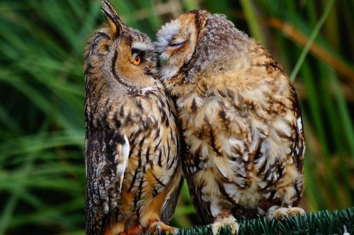 drymysoulagain:carrispen:smooch!forever owls