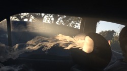 dabsandvveed:  Actual jellyfish swimming on your dash