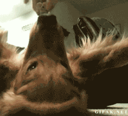 wantspussy25:  only——gifs:  Gif 1660