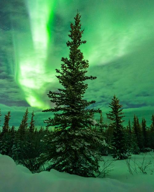 oneshotolive:  The Northern Lights from Fort Yukon, Alaska, this weekend [OC] [3478x4348] 📷: VincentLedvina 