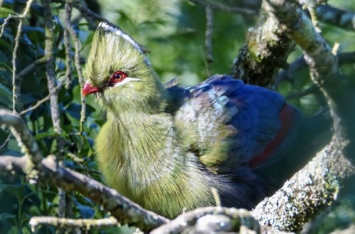 The Knysna Turaco, Also Known As The Knysna Loerie, Is A Large Turaco Species Primarily Found In Southern