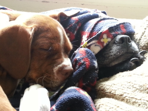 I went looking for a baby pic of myself but INSTEAD LOOK AT BABY MOLLY CUDDLING MY OTHER DOG TOBY OM