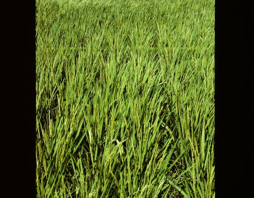 Rice crop at mid-summer, Southern Japan, 1982