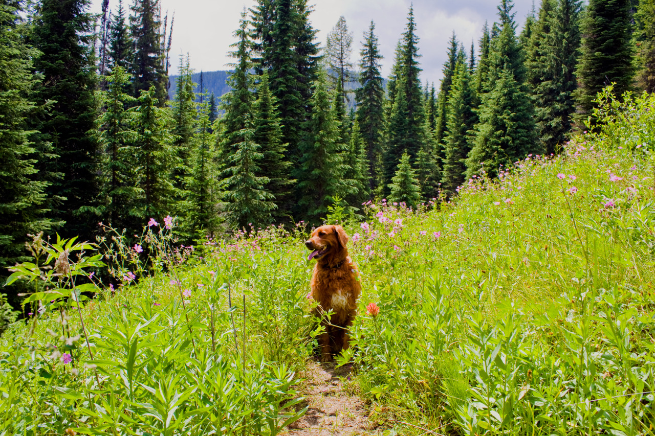 voozu:  i have such a perfect dog look at my pretty dog on all her doggy hiking trips