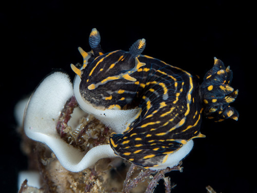 montereybayaquarium:So how DO you find nudibranchs in the wild—especially the teeny tinys? Search fo