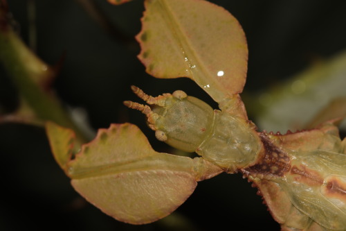 Phyllium letiranti &ldquo;Tataba”