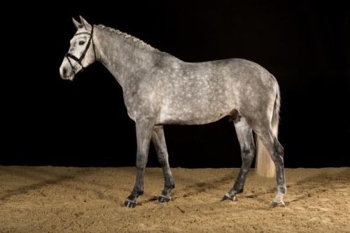 ilovelaica:My endless list of favourite horses:  Coupex.  [Ridden by Daniel Dassler.]