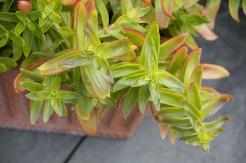 Seeing photos of plants like this Crassula capitella inspired me to start growing my own succulents 