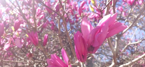 And Here Are Some More.. These Are Japanese Magnolias. I Don't Know What The Last Tree Was, I Forgot