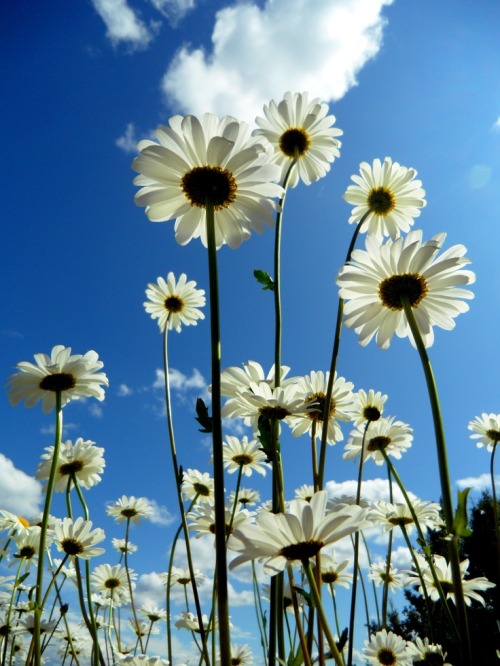 wildfox:  Daisies. 