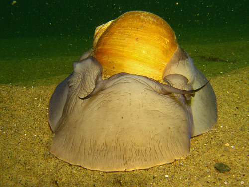 realmonstrosities: invertebrates: trynottodrown: Moon Snail (x) HOLY moly how is this real This is f