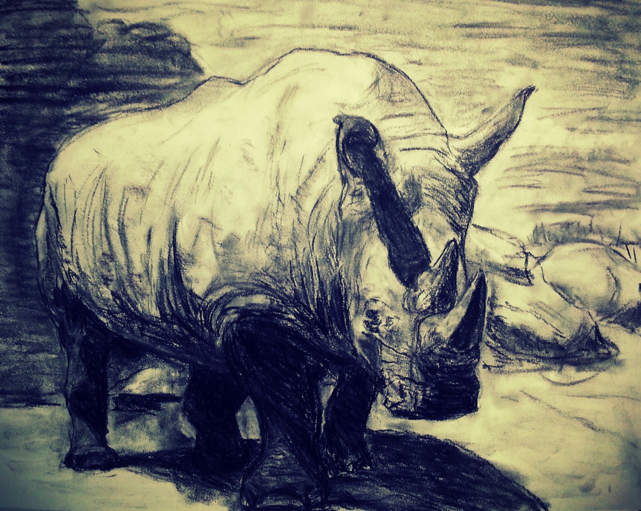 “Rhino” - #Fusain #Rhinoceros #2015 #Cours