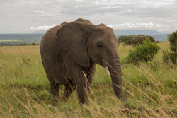wild-diary:  Elephant | Anup Shah