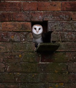 pagewoman:  Barn Owl by Jerome Murray 