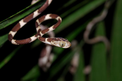 gallusrostromegalus:end0skeletal:The fiddle-string snake (Imantodes cenchoa), also known as the 