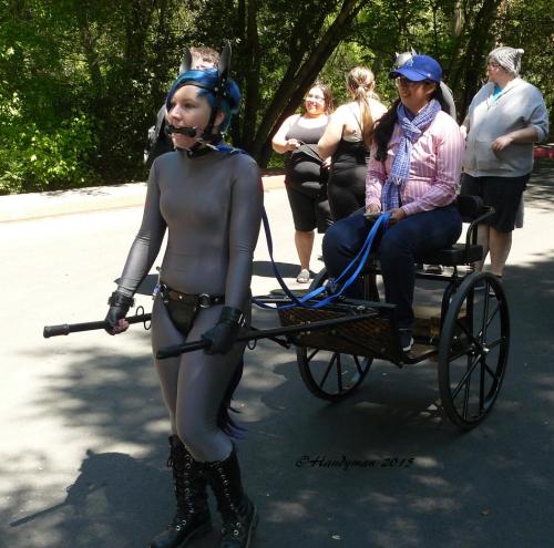 pony-verglas:  Borrowing another pony’s cart to pull Es at the 2015 Stampede trot at Tilden park. Photo by Handyman. 