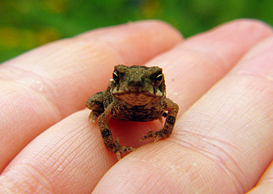 AmRev Historic Figures as frogs/toads