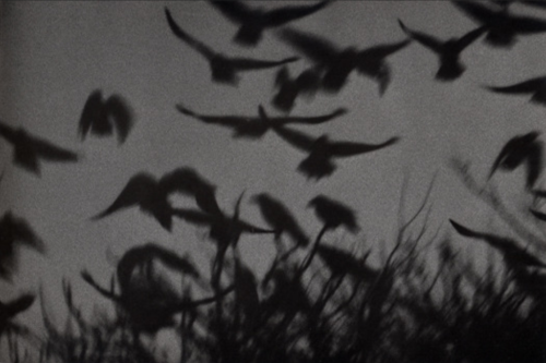 last-picture-show:Masahisa Fukase, From The Series “The Solitude of Ravens”, 1976 - 1978