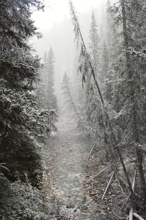 matchbox-mouse:Caught in a blizzard on a hike, Alberta.