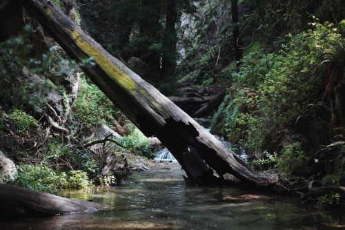 limekiln state park | ca