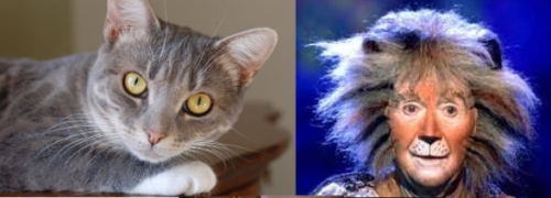 Jelicle Cats As Real Cats! The Toms