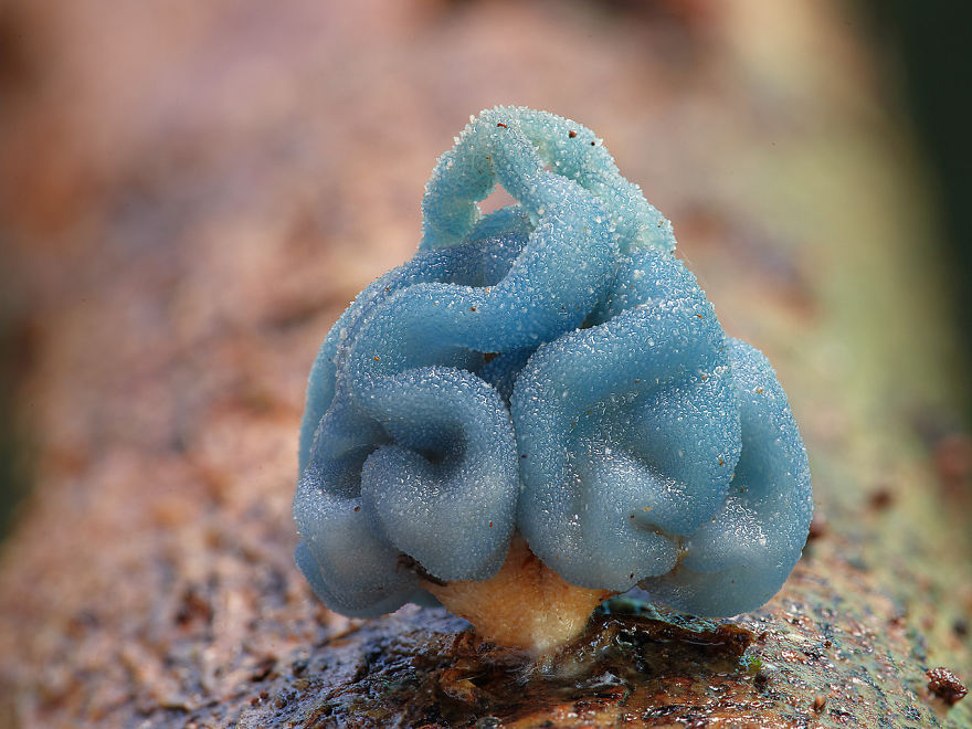 sixpenceee:  Leratiomyces is a genus of mushroom-forming basidiomycetes. The blue