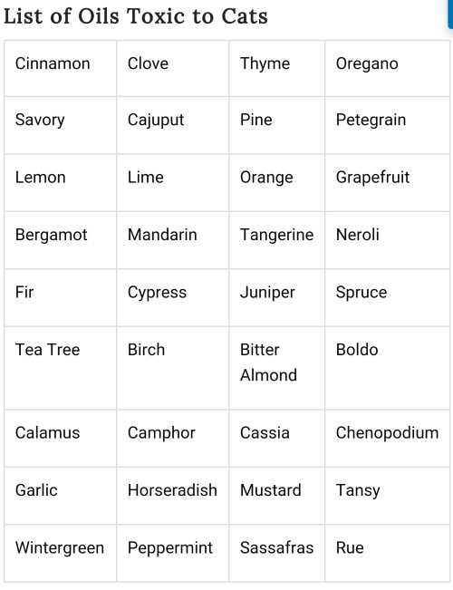 the-witchy-thing: laylawolfwind:   List of essential oils and kitchen oils toxic to cats. Most of these are quite common so clean up thouroughly after yourself and make sure windows are open! Also avoid burning/diffusing these oils in excess around your