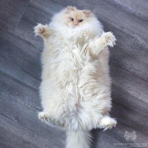 catsofinstagram:  From @sky_the_ragdoll: “Let’s forget about that naughty thing I did and hug it out instead.” #catsofinstagram [source: http://ift.tt/1mhRFad ] 