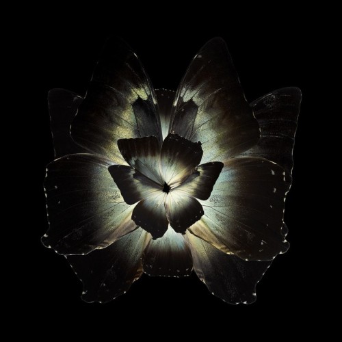  MIMESIS: INSECT WINGS ARRANGED TO LOOK LIKE BLOOMING FLOWERS 