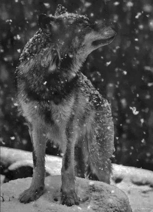 jollyrogers777:  cthamoon44:  Winter is coming ❄️  :D