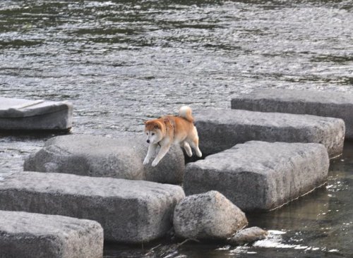 komedawara-katugenai:(家辺大輔さんのツイート: “鴨川行ったら犬飛んでた… ”から)