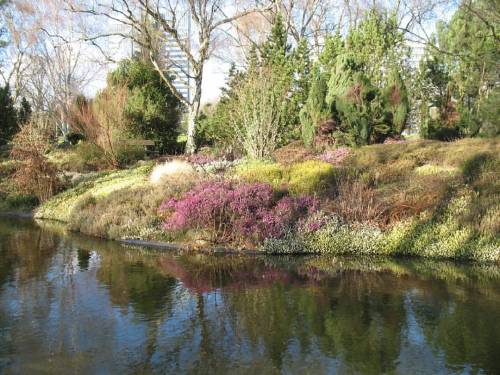 The #heathland In #Westfalenpark #Dortmund Also Is Colourful In #winter 3.2.16 #latergram #Heise #moorland