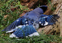 ragingbitchfest:  stuckinabucket:  Behold, birds who have lost the ability to can! Just kidding, guys.  These birds are just trolling the hell out of ants.  I really, really wanted to show you this clip of a Galapagos finch or something harassing the