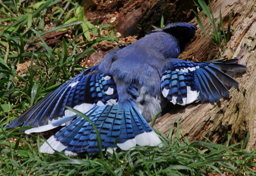 the-little-two-mouthed-girl: beccatheb: stuckinabucket: Behold, birds who have lost the ability to c