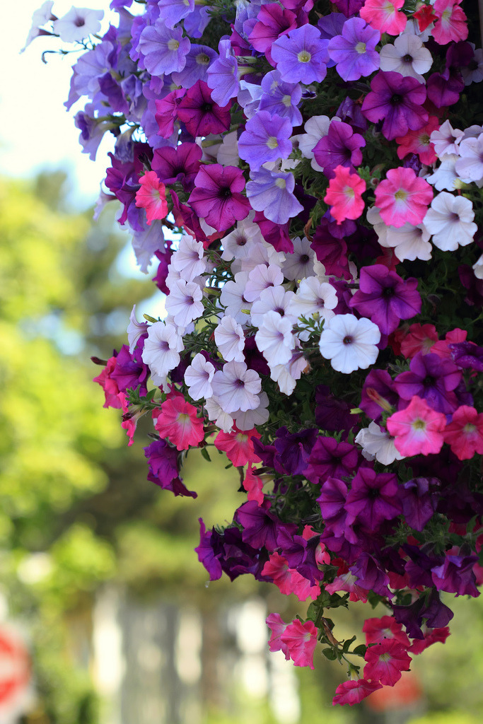 blooms-and-shrooms:   Color-falls by Renae Smith 	  	 						 			      