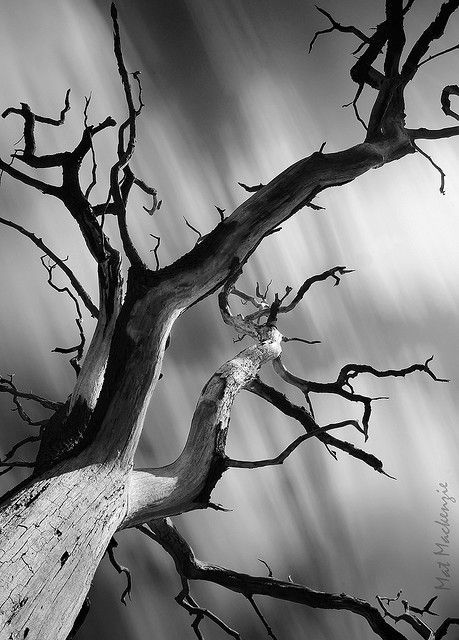 crescentmoon06666:    by Mat Mackenzie   