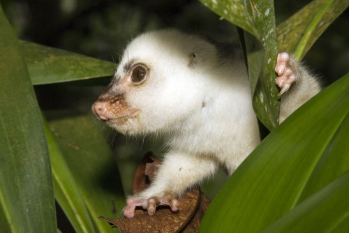 Common Spotted Cuscus &ldquo;The common spotted cuscus (Spilocuscus maculatus) is a cuscus, a marsup