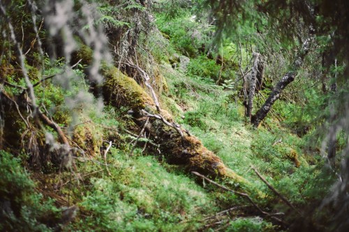 A beautiful return walk after climbing the classic Mot Sola, n6-, 8 pitches.Hægefjell, Nisseda