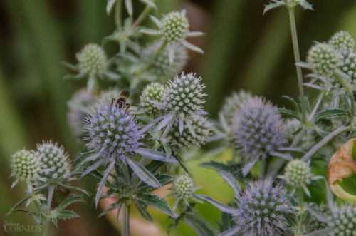 Eryngium planum / Blue thistle Castle Martainville, Martainville-Épreville, Eure, France 2019by Jole