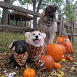 scampthecorgi:  It’s all about the candy corn!