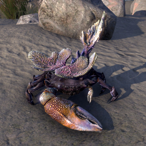 uesp:Did You Know: Coral Crabs are a form of mudcrab native to the Summerset Isles?