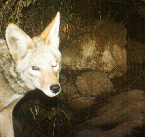 Coyote - Griffith Park 