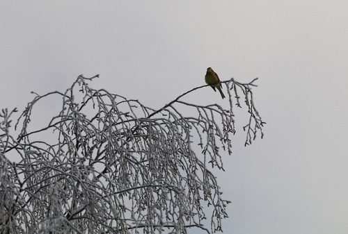 treetop