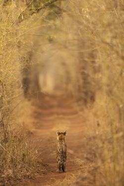 funkysafari:  This sub-adult tiger was photographed