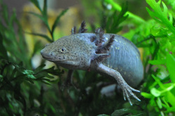 earthporn-org:Axolotl, a Mexican salamander (Ambystoma mexicanum). By Charlie Syme