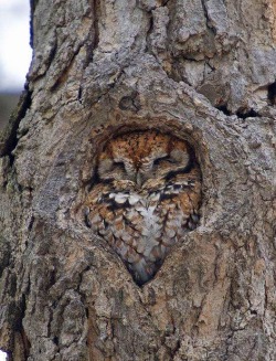 stunningpicture:  Owl just fit right in here. 