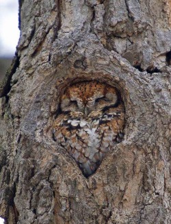 awwww-cute:  Owl just fit right in here 