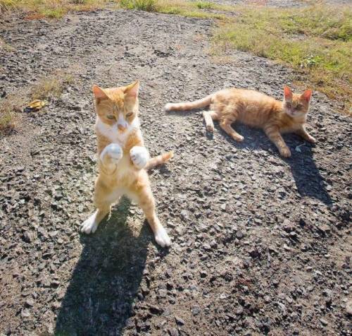 yoimachi: Daily Picdump (93 pics) - Izismile.com