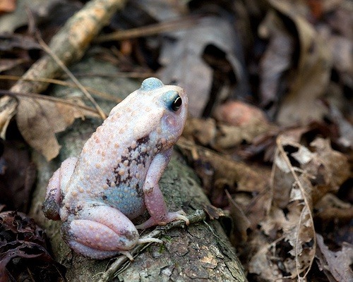 cruiserswagger:  ainawgsd:  Leucistic amphibians and reptiles Leucism (loo-si-zem)